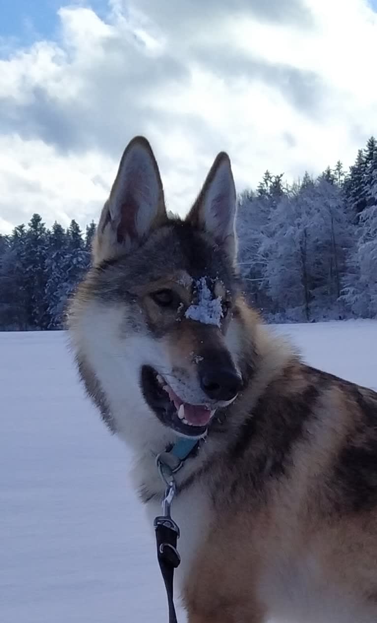 "Yakari"  Lone Tamaskan Arkham Bruce Wayne, a Siberian Husky and Alaskan Malamute mix tested with EmbarkVet.com