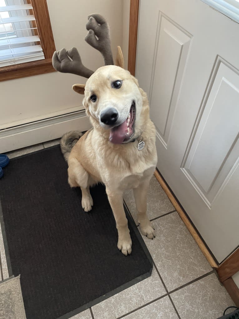 Sadie, a Great Pyrenees and German Shepherd Dog mix tested with EmbarkVet.com