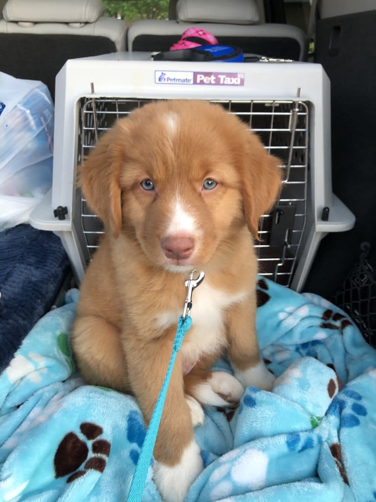 Banks, a Nova Scotia Duck Tolling Retriever tested with EmbarkVet.com