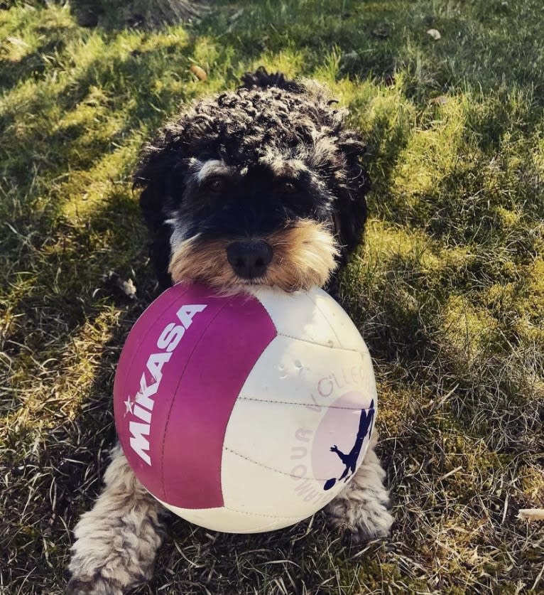Charlie, a Cockapoo tested with EmbarkVet.com