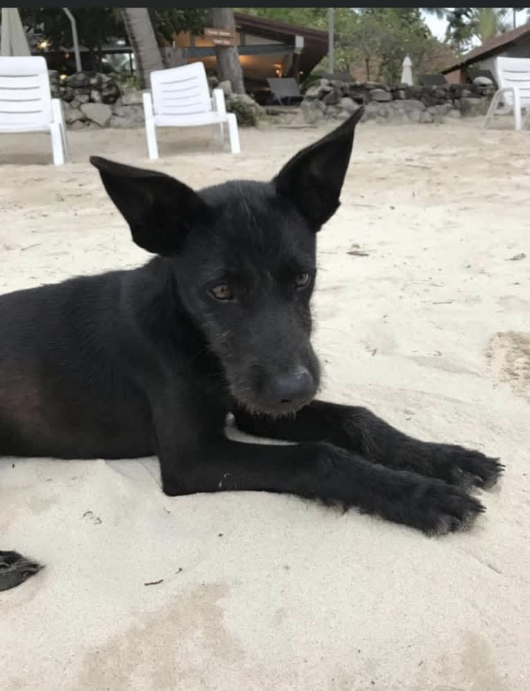 Samui, a Southeast Asian Village Dog and Poodle (Small) mix tested with EmbarkVet.com