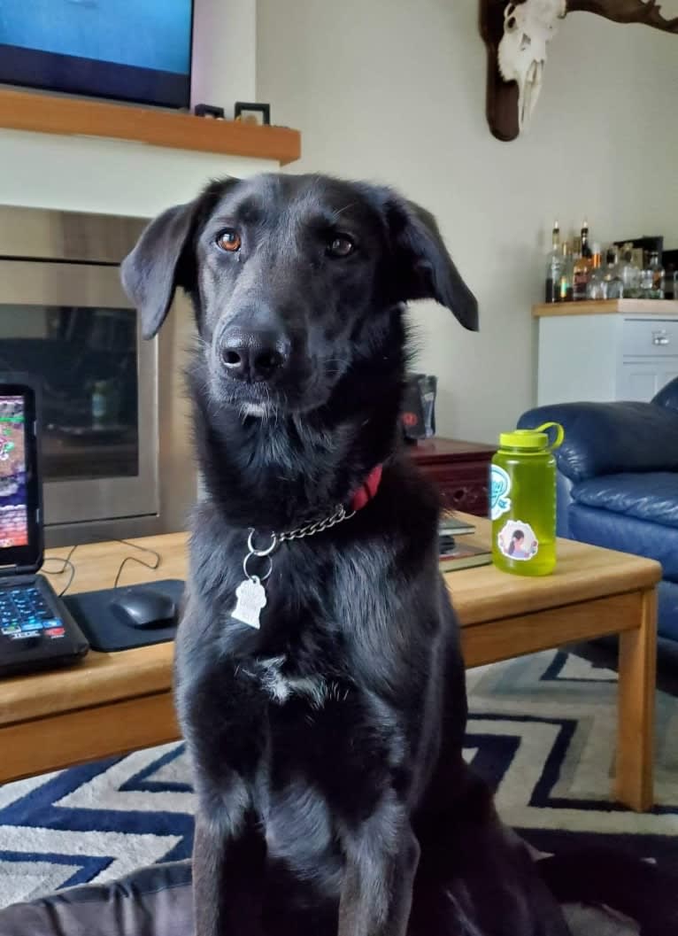 Phobos, a Labrador Retriever and Alaskan-type Husky mix tested with EmbarkVet.com