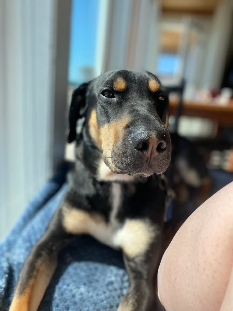 Stanley, a Siberian Husky and Australian Cattle Dog mix tested with EmbarkVet.com