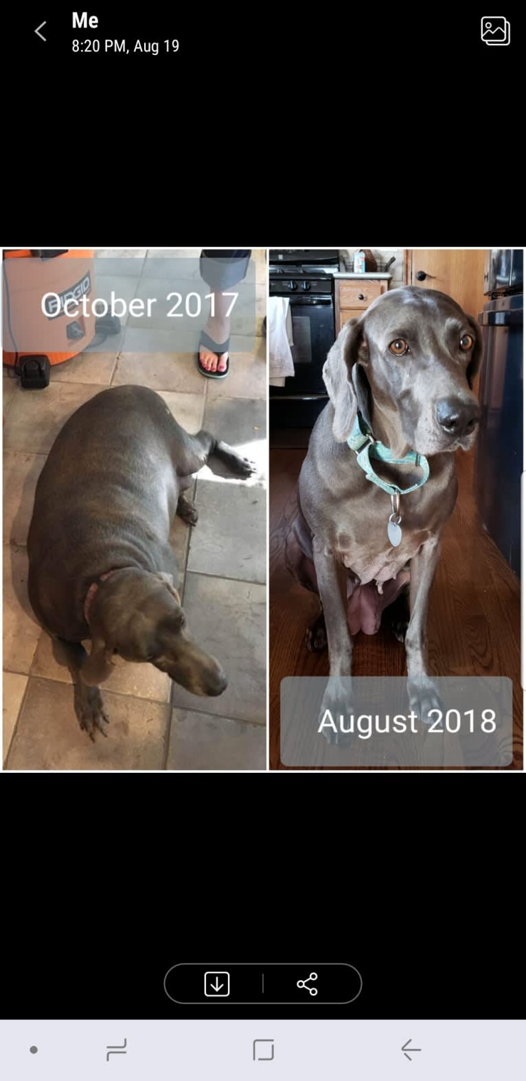 Sophie, a Weimaraner tested with EmbarkVet.com