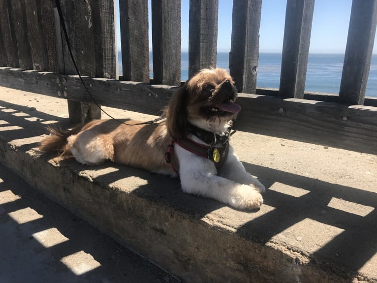 Buster, a Shih Tzu and Pekingese mix tested with EmbarkVet.com