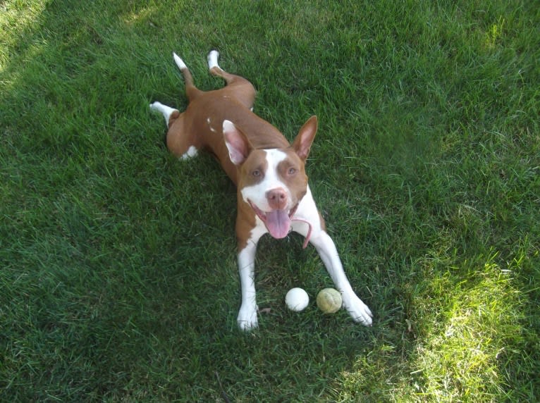 Dutches, an American Pit Bull Terrier and American Bully mix tested with EmbarkVet.com