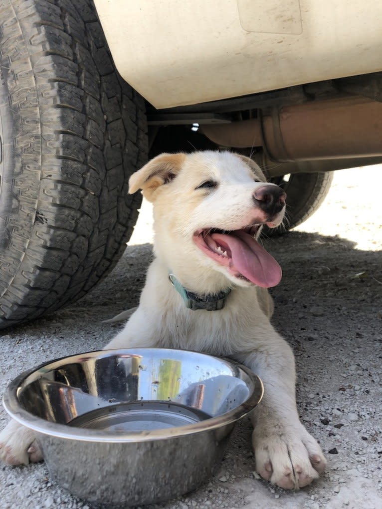 Kiva, a Border Collie and Australian Cattle Dog mix tested with EmbarkVet.com