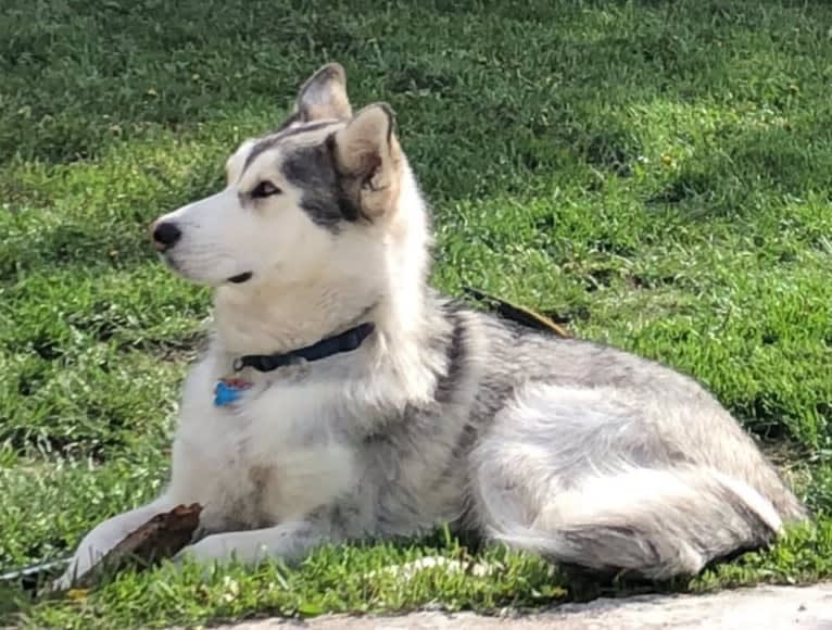 Beowulf, an Alaskan Malamute and Siberian Husky mix tested with EmbarkVet.com