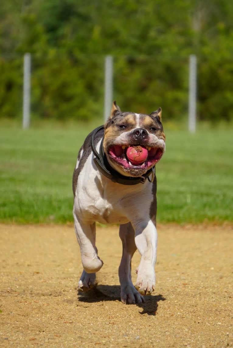 Koda, an American Bully tested with EmbarkVet.com