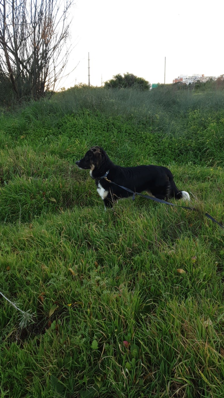 Baloo, an Arabian Village Dog tested with EmbarkVet.com