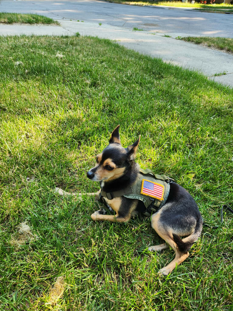 Bowser, a Chihuahua and Pomeranian mix tested with EmbarkVet.com