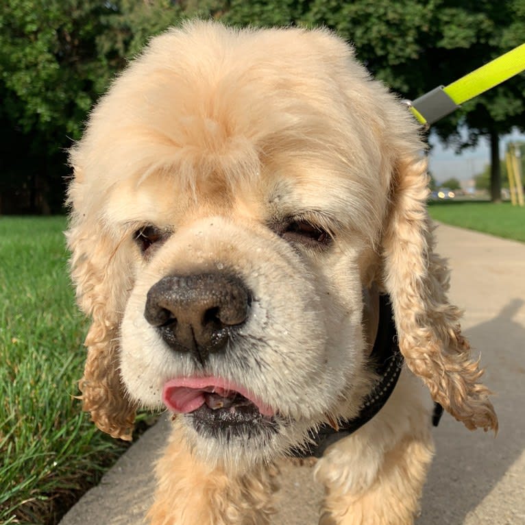 Hoshi, a Cocker Spaniel tested with EmbarkVet.com