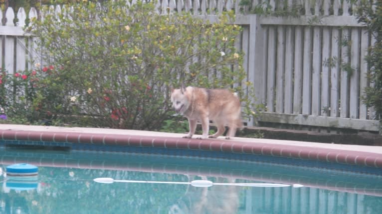 Lassie, a Pomeranian and Rat Terrier mix tested with EmbarkVet.com