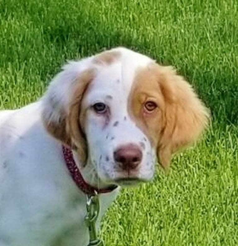 Savvy, a Llewellin Setter tested with EmbarkVet.com