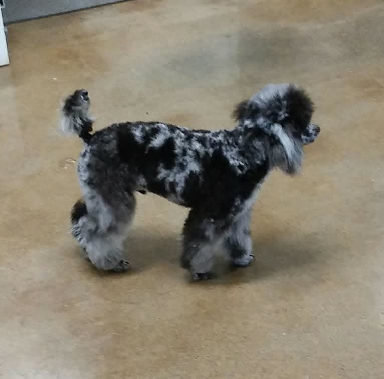 Micah, a Poodle (Small) tested with EmbarkVet.com