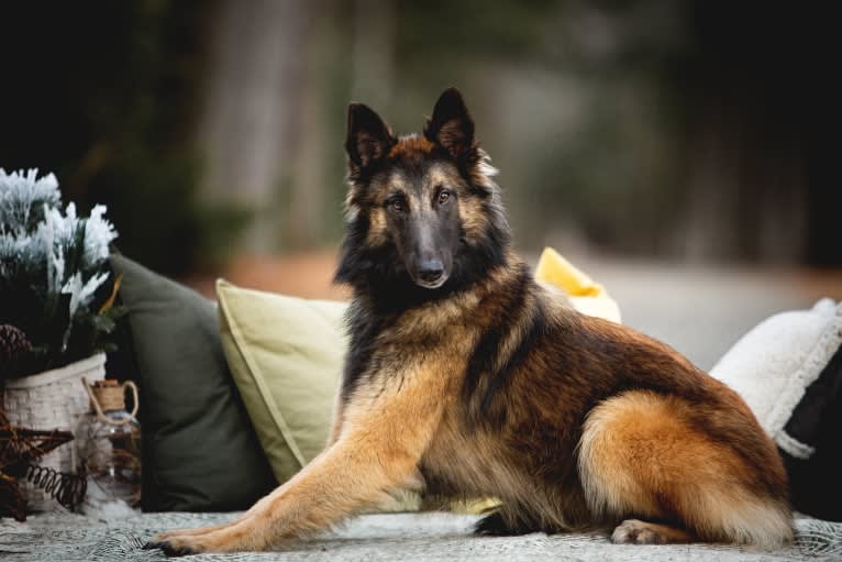 Bali, a Belgian Shepherd tested with EmbarkVet.com