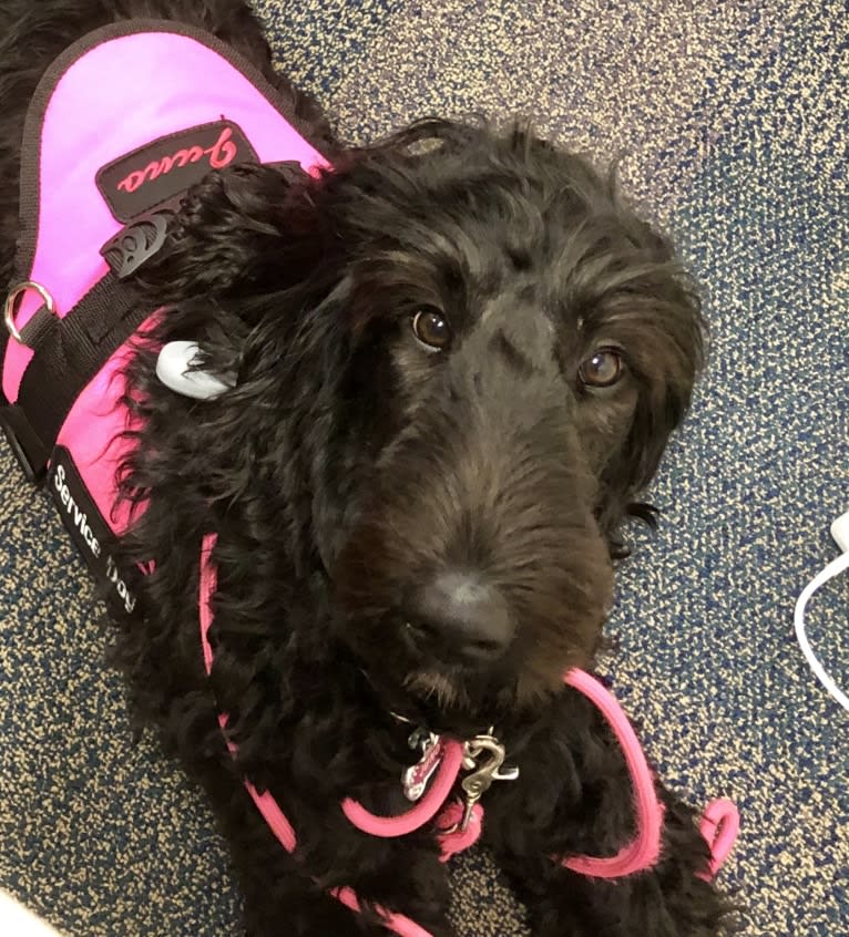 Juno, a Poodle (Standard) and English Cocker Spaniel mix tested with EmbarkVet.com