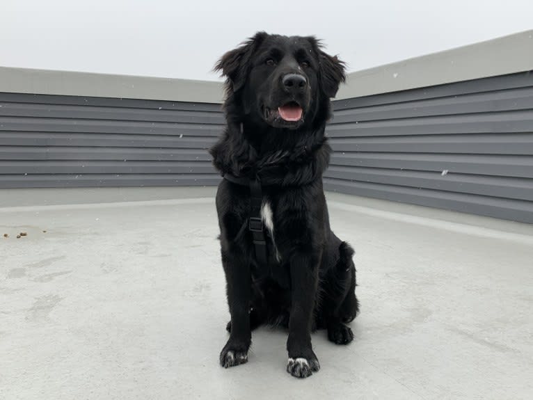 Mason, a Great Pyrenees and Labrador Retriever mix tested with EmbarkVet.com