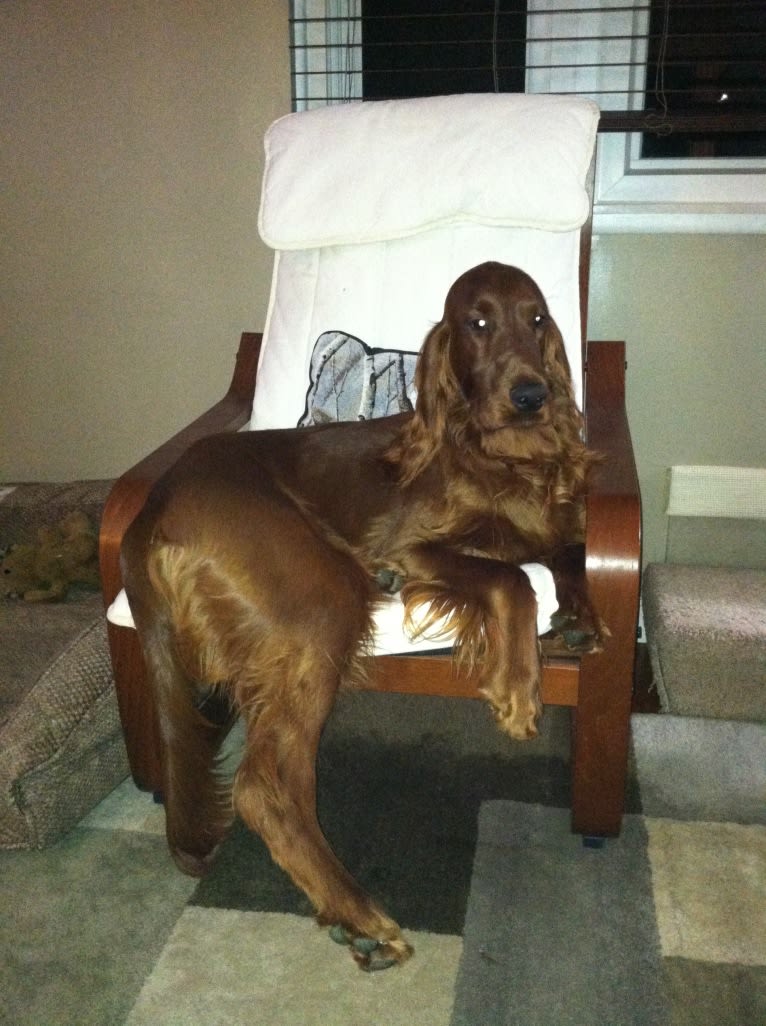 Emmet, an Irish Setter tested with EmbarkVet.com