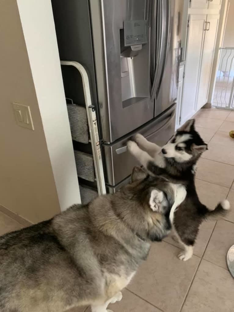 Aero, an Alaskan Malamute and Siberian Husky mix tested with EmbarkVet.com