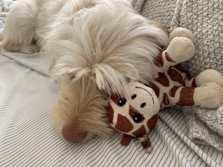 Murphy, a West Highland White Terrier and Shih Tzu mix tested with EmbarkVet.com