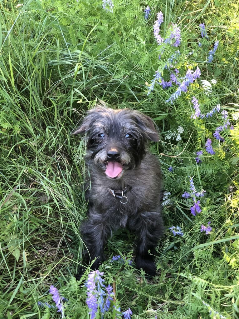 Toto, a Yorkshire Terrier and Dachshund mix tested with EmbarkVet.com