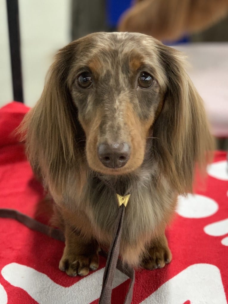 Sophie ROM, a Dachshund tested with EmbarkVet.com