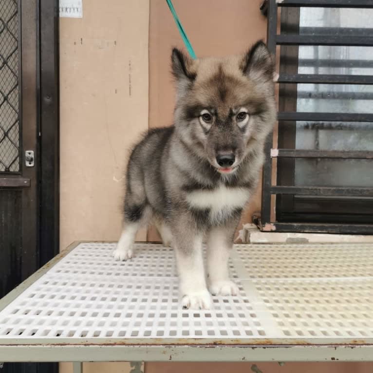 Mira, a Siberian Husky tested with EmbarkVet.com