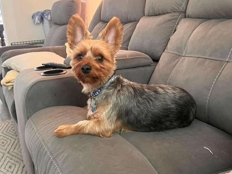 Oliver, a Silky Terrier tested with EmbarkVet.com