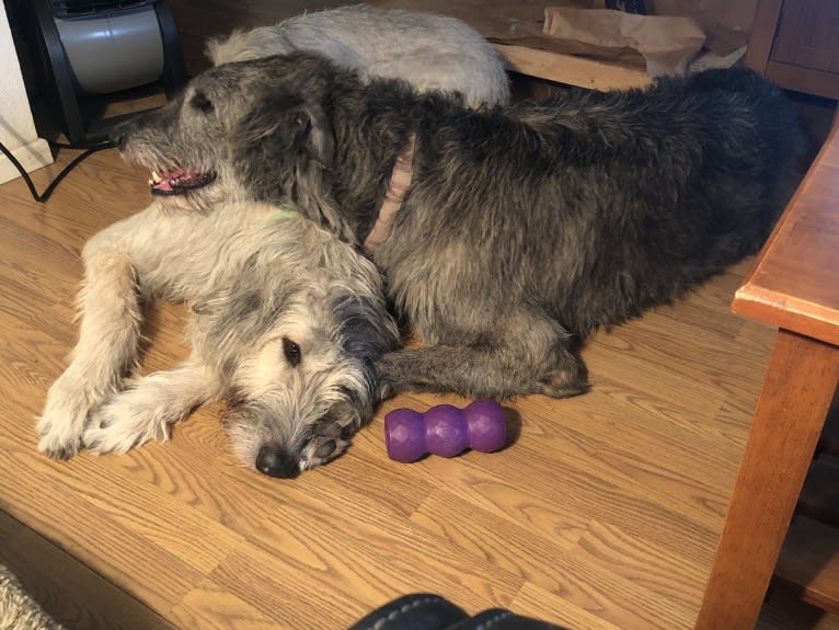 Medb, an Irish Wolfhound tested with EmbarkVet.com