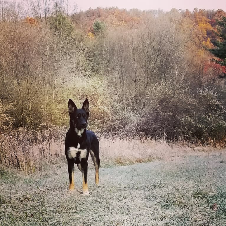 Josie, a Siberian Husky and German Shepherd Dog mix tested with EmbarkVet.com