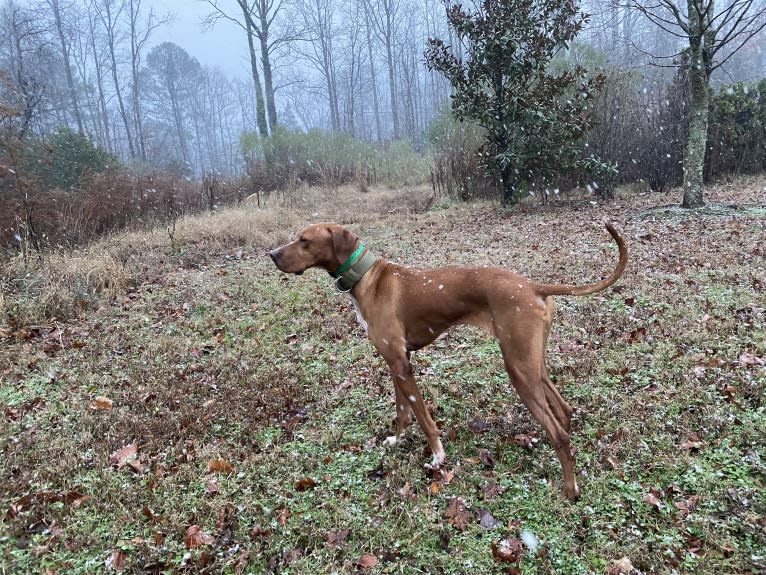 Tula, a Pointer and Llewellin Setter mix tested with EmbarkVet.com