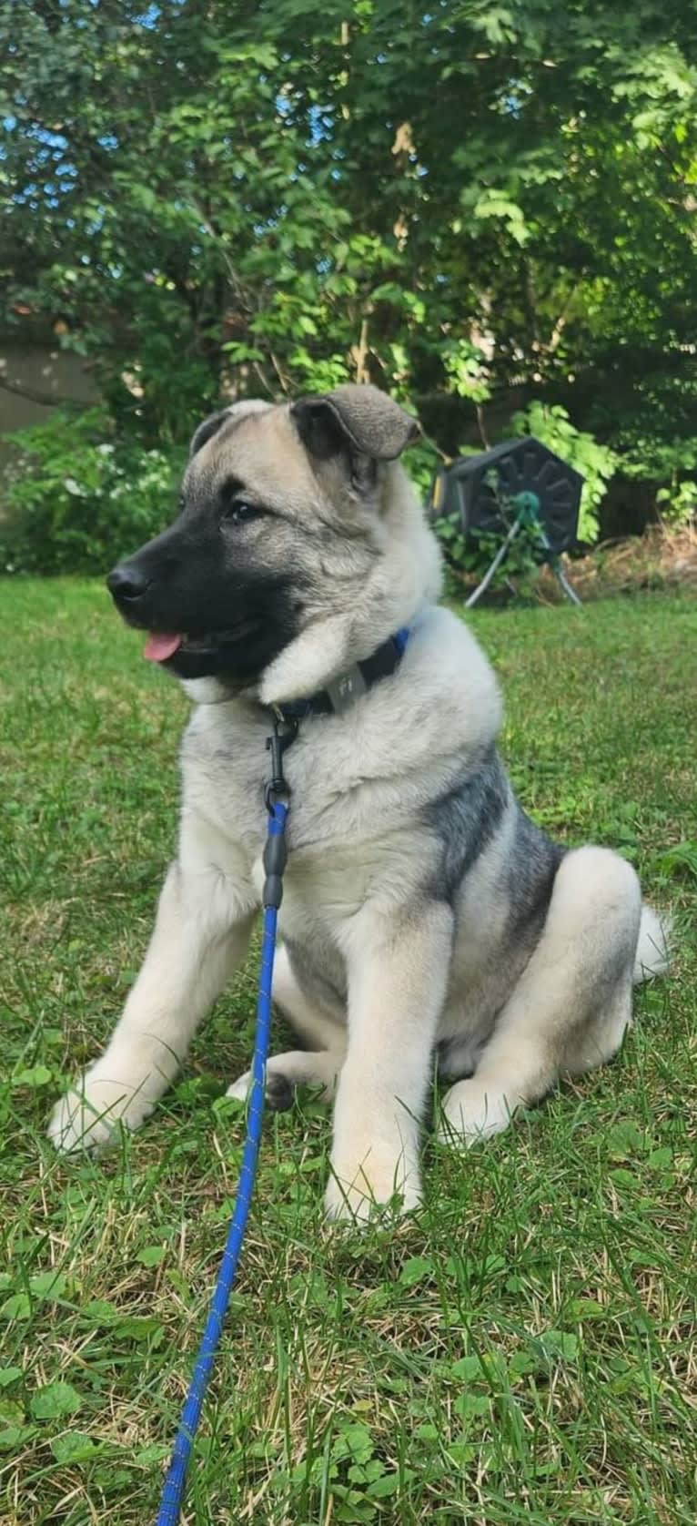 Ianto, a Norwegian Elkhound tested with EmbarkVet.com