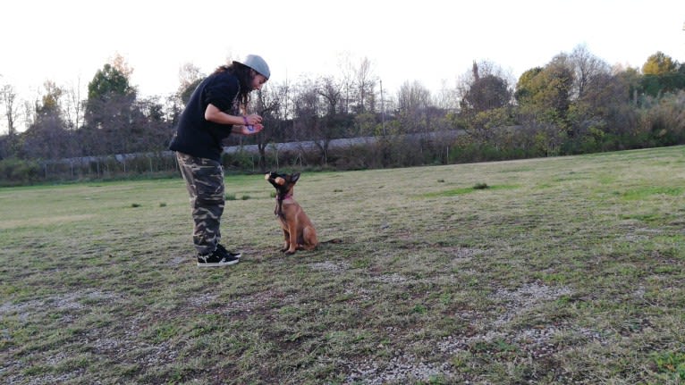 Kylar (PsychoKiller d'Hélitesport), a Belgian Shepherd tested with EmbarkVet.com