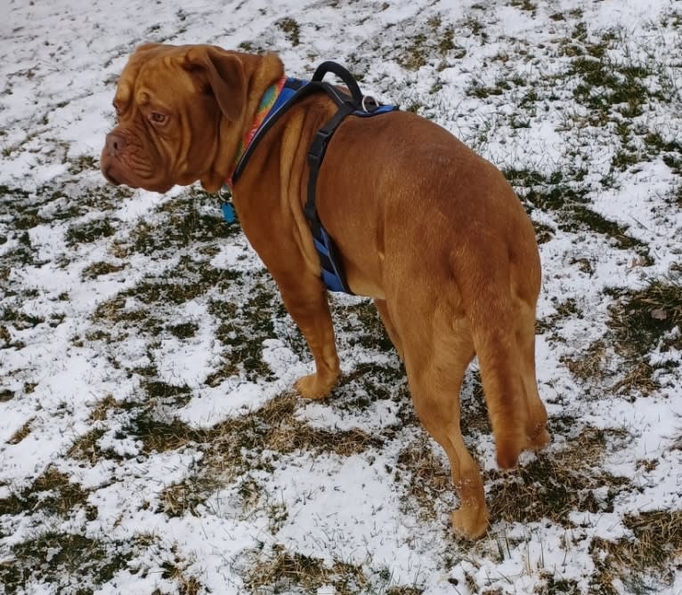 Brutis II, a Dogue de Bordeaux tested with EmbarkVet.com