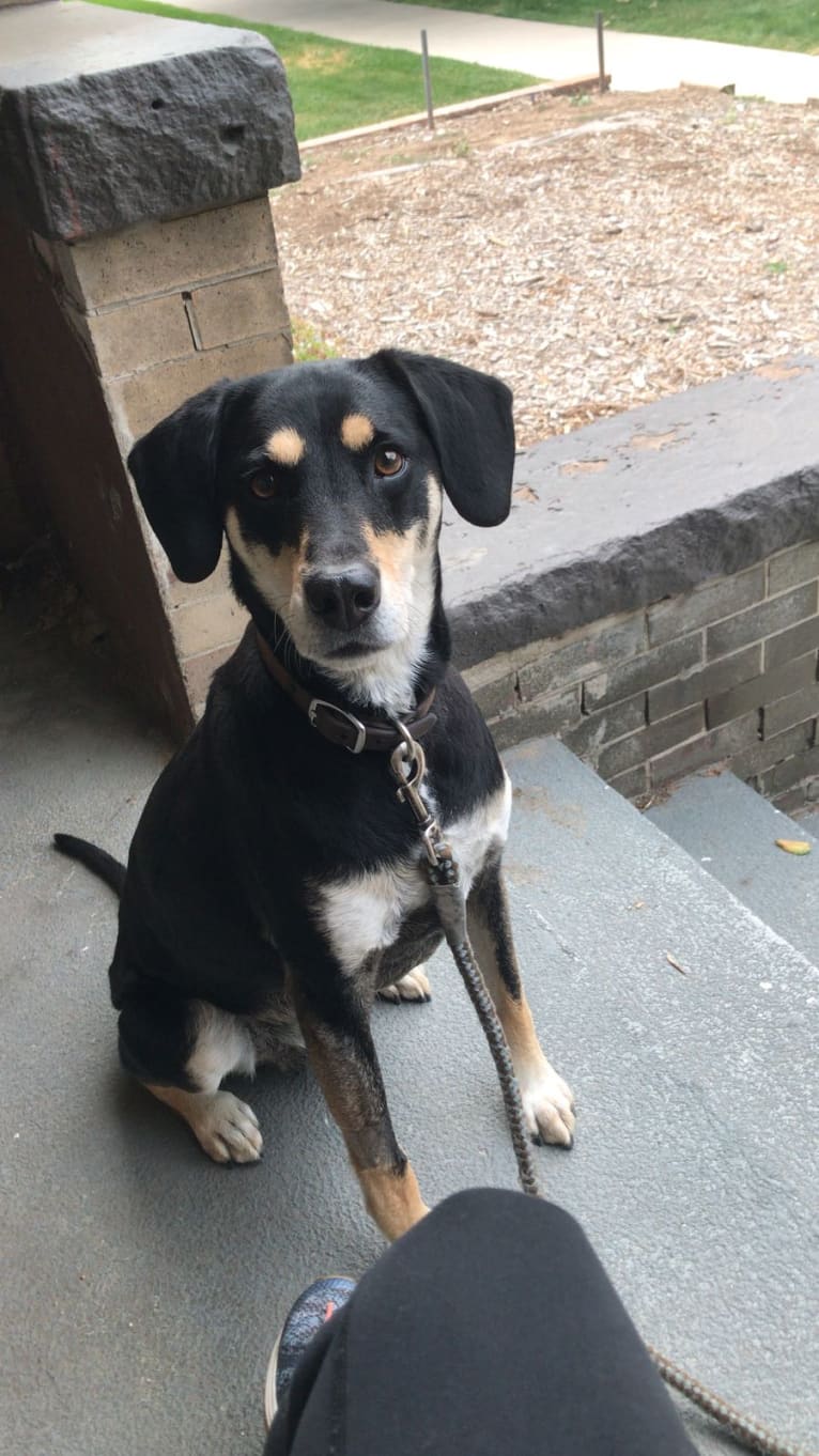 Jax, a Beagle and Golden Retriever mix tested with EmbarkVet.com