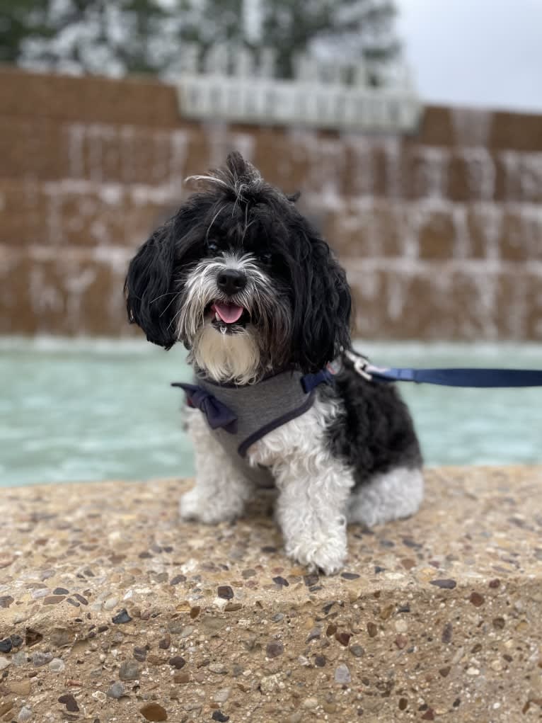 Boba, a Shih Tzu and Poodle (Small) mix tested with EmbarkVet.com