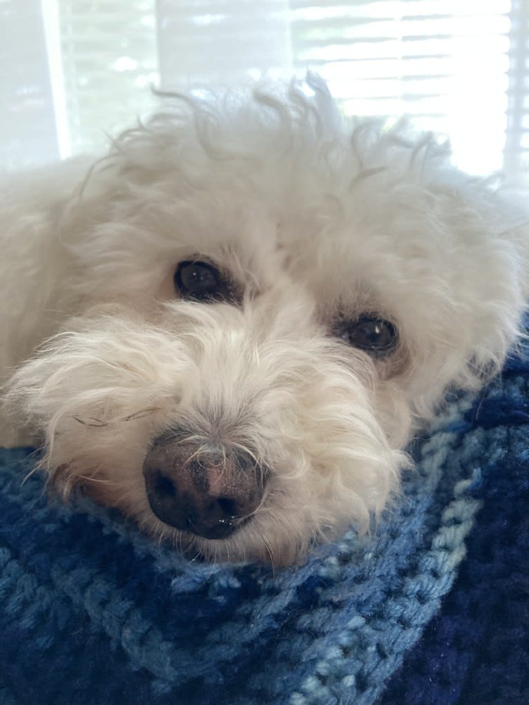 Bella, a Bichon Frise tested with EmbarkVet.com