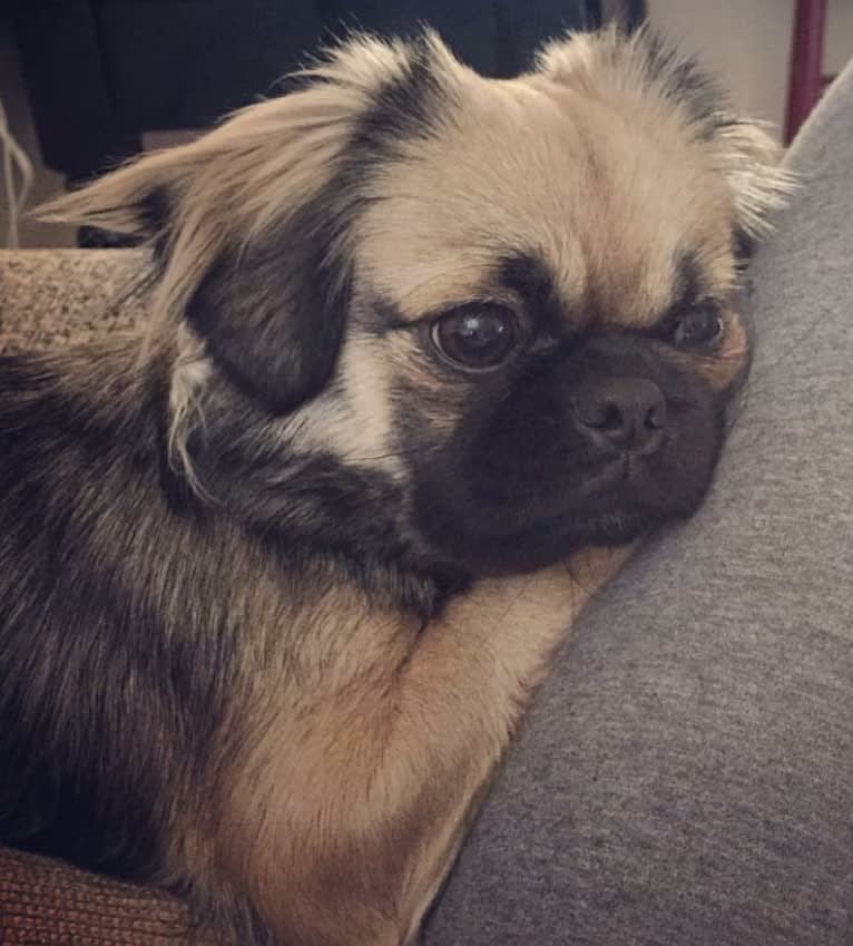 Eleanor, a Shih Tzu and Pekingese mix tested with EmbarkVet.com