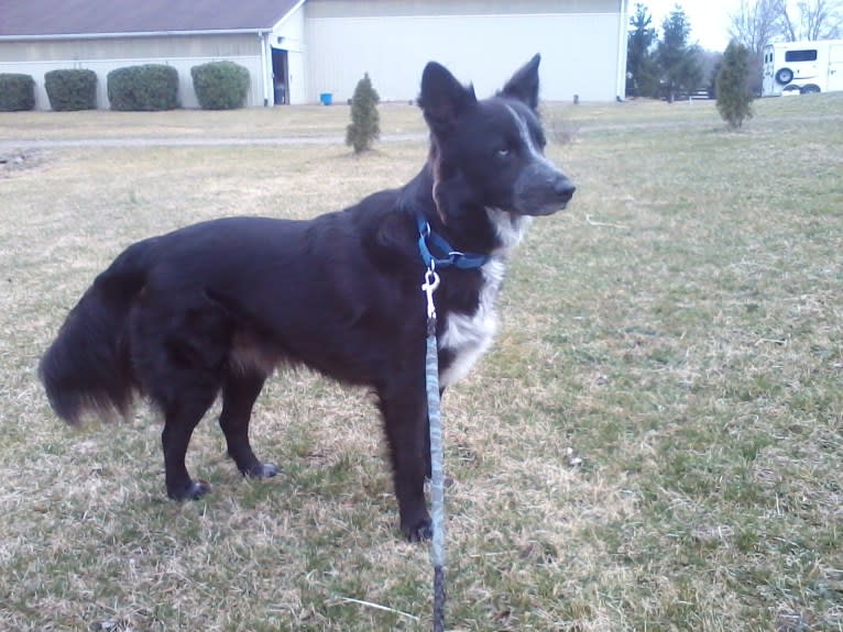 Tex, an Australian Cattle Dog and Border Collie mix tested with EmbarkVet.com
