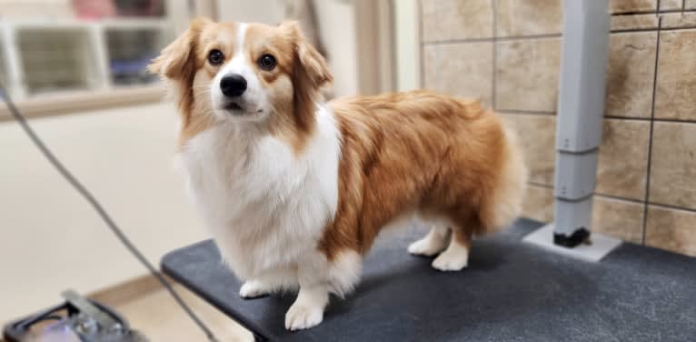 Cheza, a Pembroke Welsh Corgi and Samoyed mix tested with EmbarkVet.com