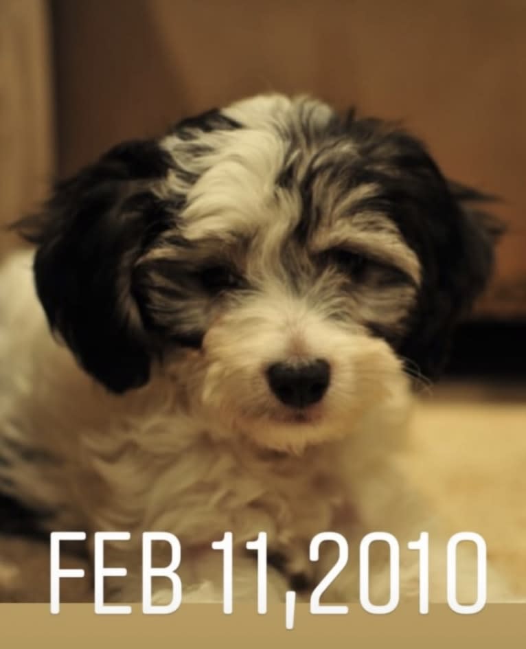 Jack, a Chinese Crested tested with EmbarkVet.com