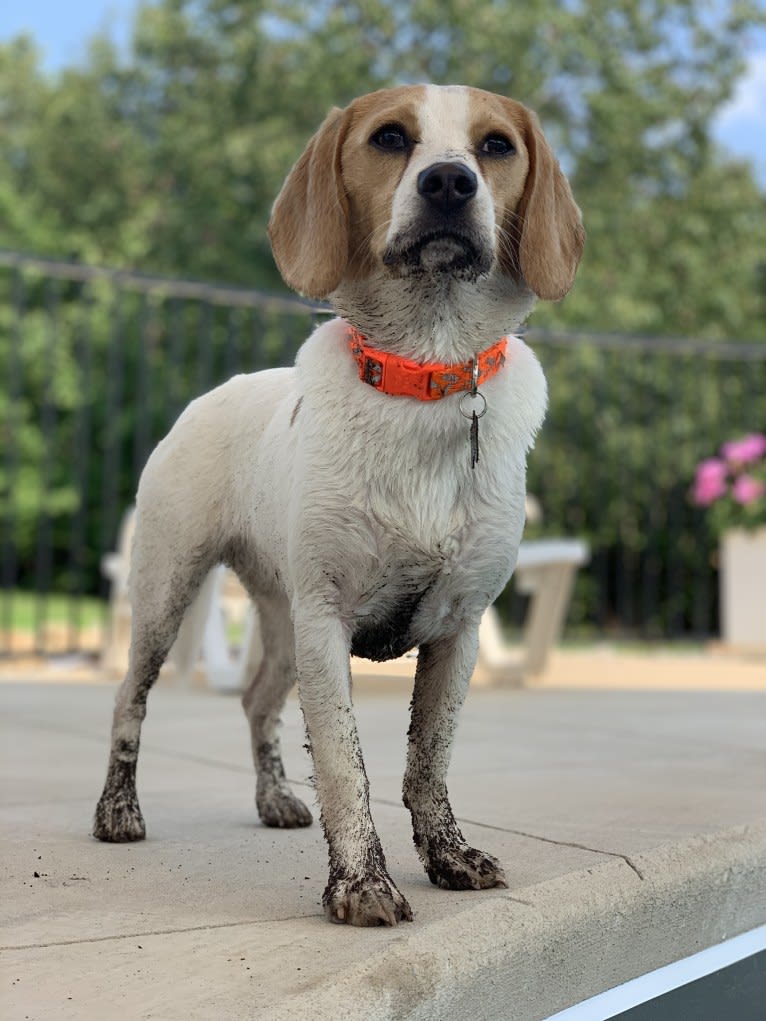 Riley, a Beagle (11.4% unresolved) tested with EmbarkVet.com