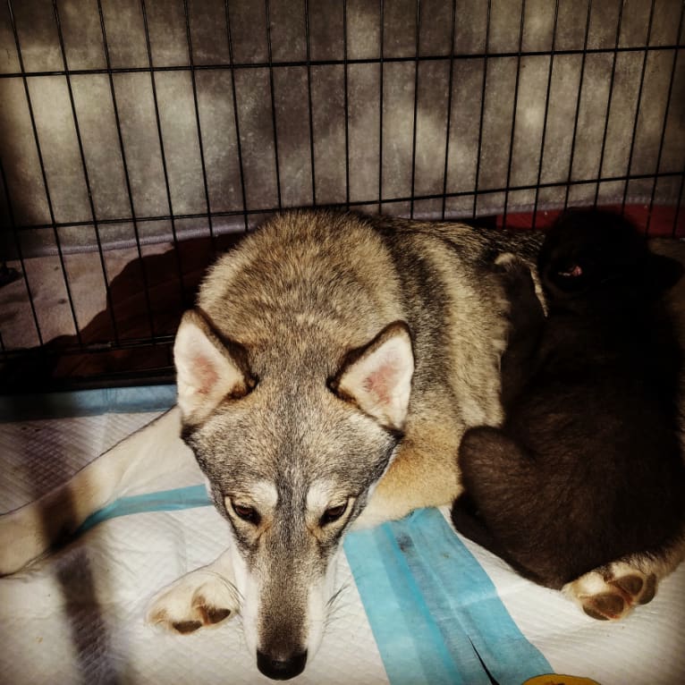 Nova, a Siberian Husky and German Shepherd Dog mix tested with EmbarkVet.com