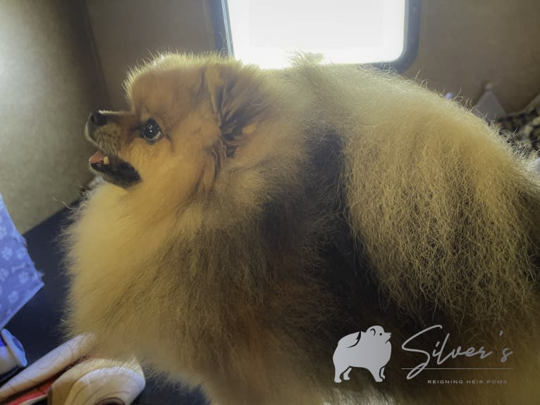 Tank, a Pomeranian tested with EmbarkVet.com