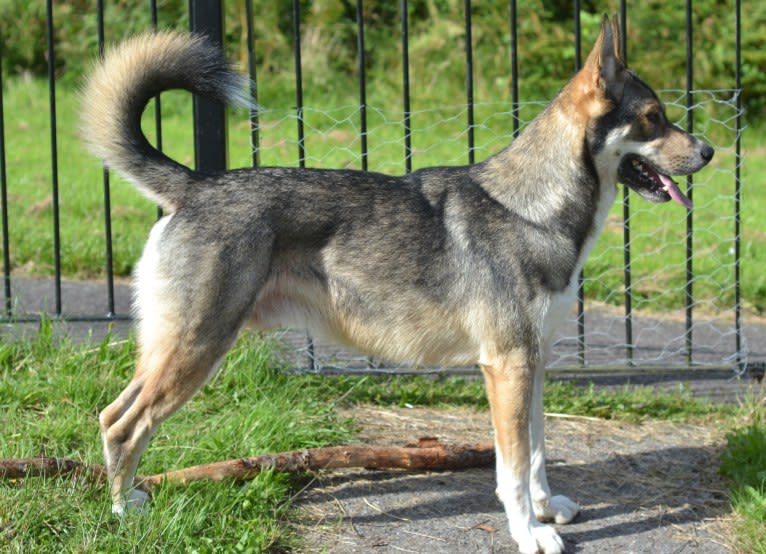 Koda, a German Shepherd Dog and Siberian Husky mix tested with EmbarkVet.com