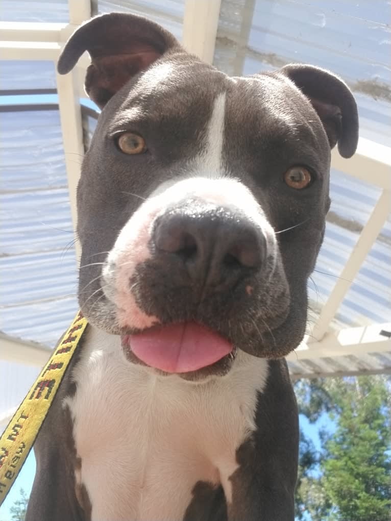 MaSiWei, an American Bully tested with EmbarkVet.com