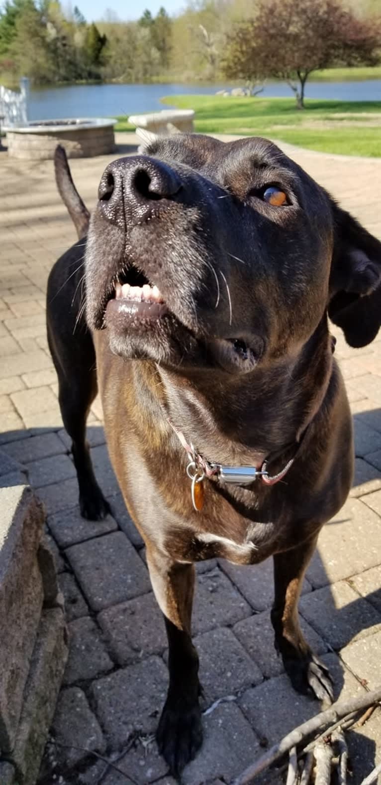 Zeke, an American Pit Bull Terrier and Great Dane mix tested with EmbarkVet.com