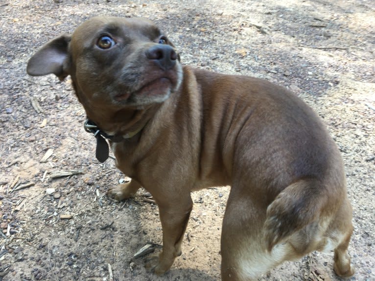 Charlie, a Rat Terrier and Pug mix tested with EmbarkVet.com