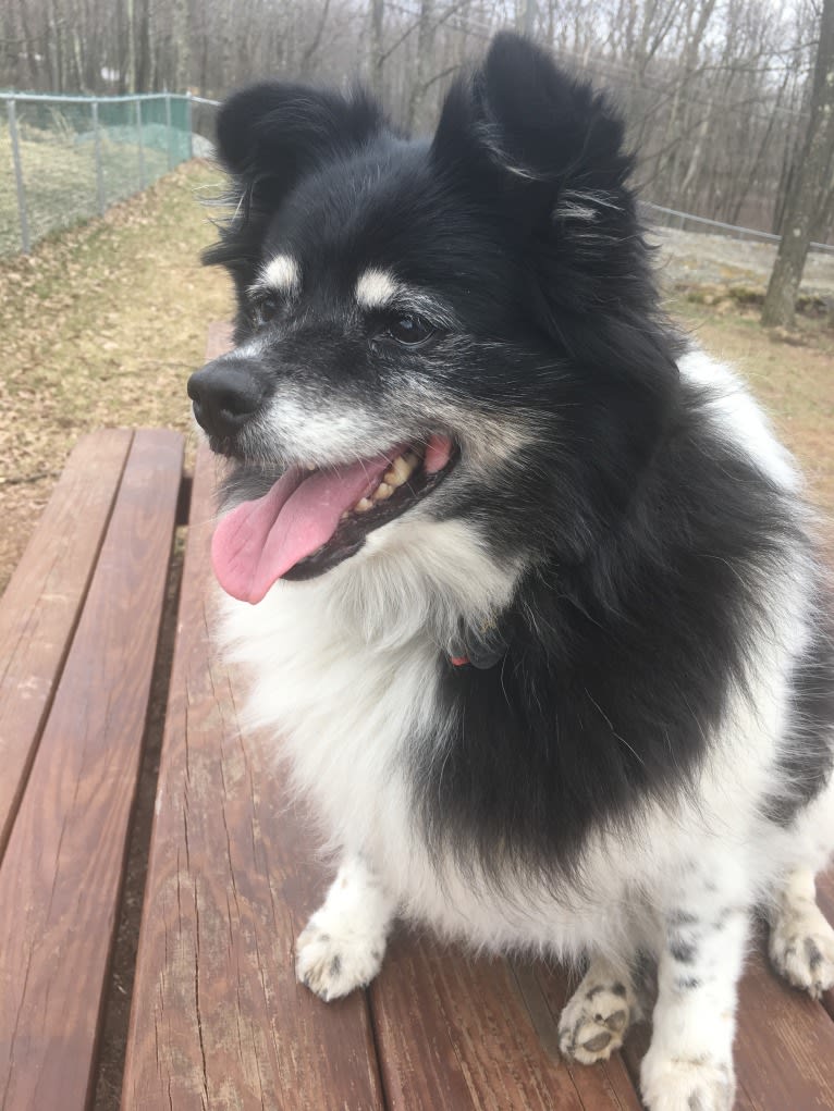 Piper, an American Eskimo Dog and Pomeranian mix tested with EmbarkVet.com